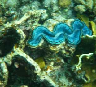 Mördermuschel am Hausriff