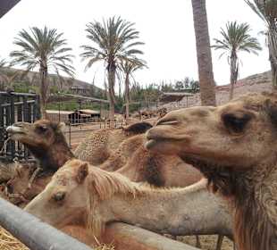 Kamele, auch die kann man streicheln