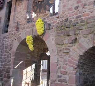 Chrysanthema Lahr