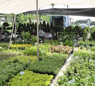 Pflanzen und Stauden jeder größe