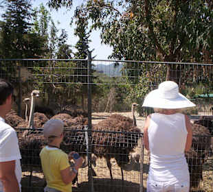 Ostrich farm