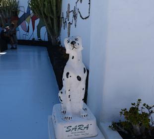 Sammlung für Tierheim