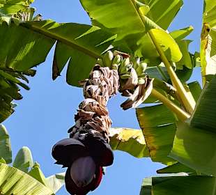 Botanischer Garten La Orotava