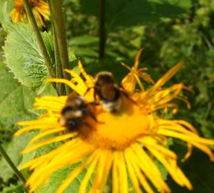 Parcul Natural Apuseni