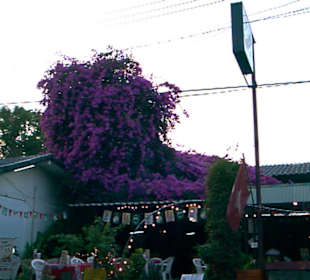 Blumenpracht an der Chaweng Road