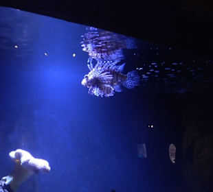 Sea Life