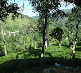 Elefantenreiten Sigiriya