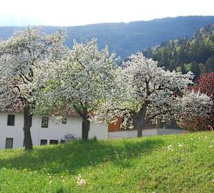 Blütenmeer am Ossiacher See