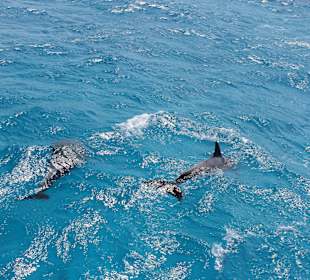 Delphine ganz nah am Boot