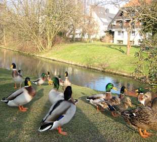 Enten