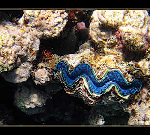 Delphintour 02.05.2012