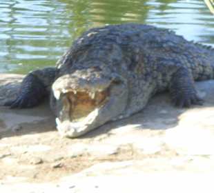 Krokodil beim Schlafen