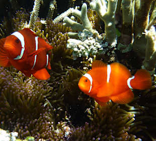 Rießen Anemonenfische