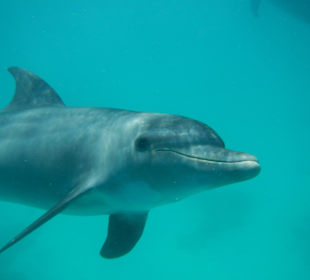 Der war rotzfrech *lach*