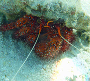 Einsiedlerkrebs (schorchelnd)