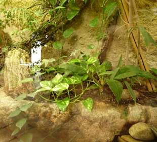 Spinnen - Schildkröten - Terrarium