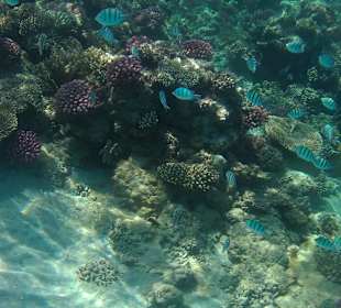 Schnorcheln Hurghada