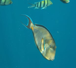 Schnorcheln Sharm el Sheikh