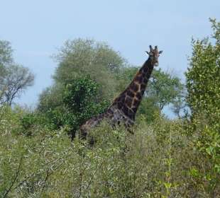 So eine schöne Giraffe