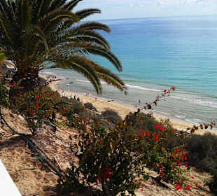 Pflanzenpracht am Hang