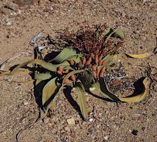 Welwitschia Mirabilis im versteinerten Wald. 