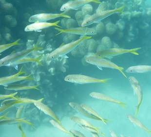 Außenriff beim Hotel