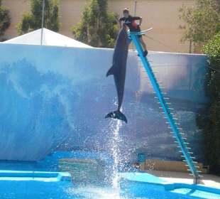 Dolphins in Motion Show