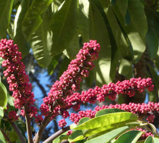 Unterwegs im Taoro-Park