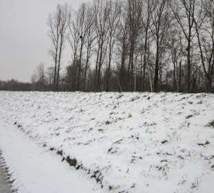 Am Rheindamm im Winter