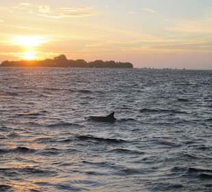Delfine beim Sunsetcruise