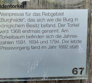 Weintorkel auf der Burghalde