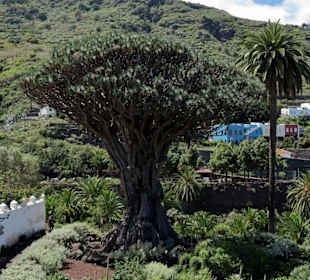 Drachenbaum