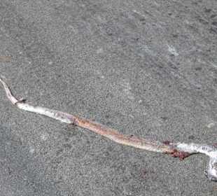 Schlange überfahren