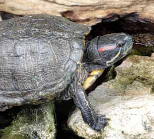 Rundgang durch die Idylle von Mimi´s Eco Farm