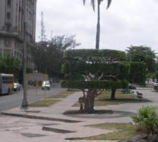 Havanna - Geschnittene Bäume