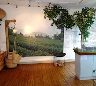 Rundgang durch das Bünting Teemuseum