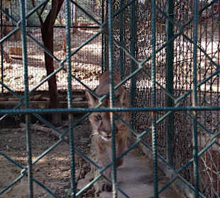 Besuch eines kleines Tierparkes