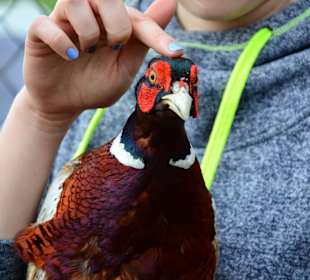 Bażant na fermie strusi