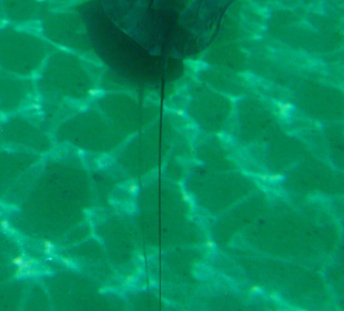 Rochen direkt am Hausriff