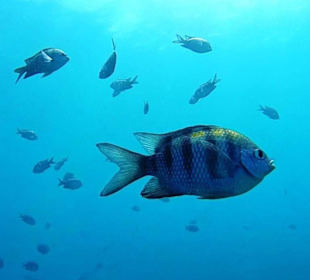 Bayahibe Atlantic Princess Wreck