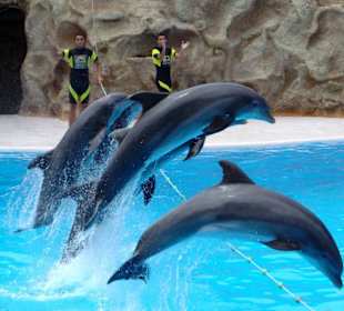 Delphin Show
