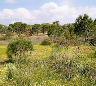 Sorgun Wald