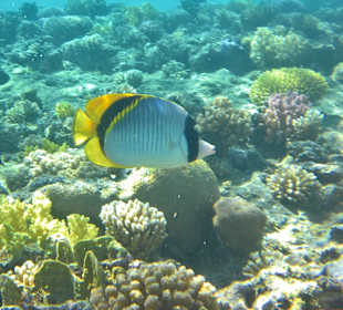 Schnorcheln Sharm el Sheikh