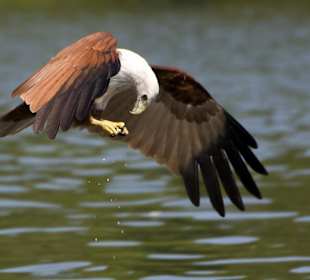 Mangroventour -Kilim Geopark-