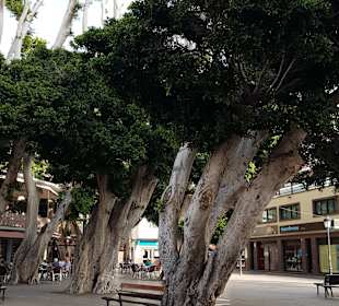 Wandern Teneriffa Kreaktiv Costa Adeje