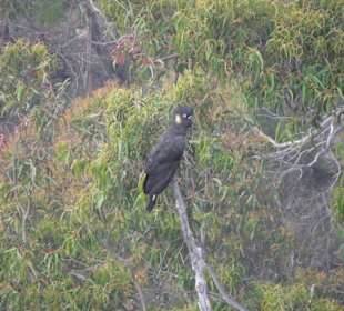 Rabenkakadu in freier Natur