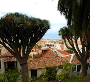 Blick aus Orotava mit Drachenbaum