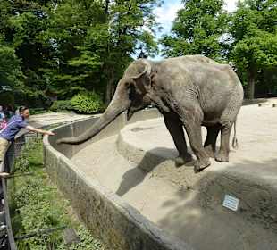 Kinder füttern die Elefanten