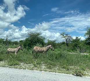Zebra Familie