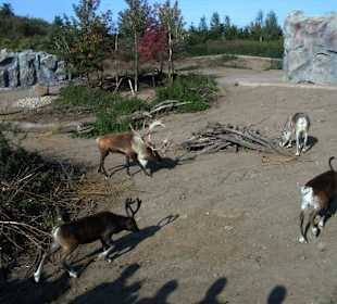Zoom Erlebniswelt Gelsenkirchen - Die Tiere
